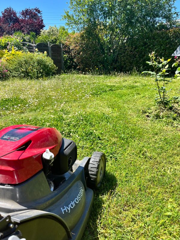 Tondeuse en action laissant une bande tondue dans une pelouse fleurie de pâquerettes