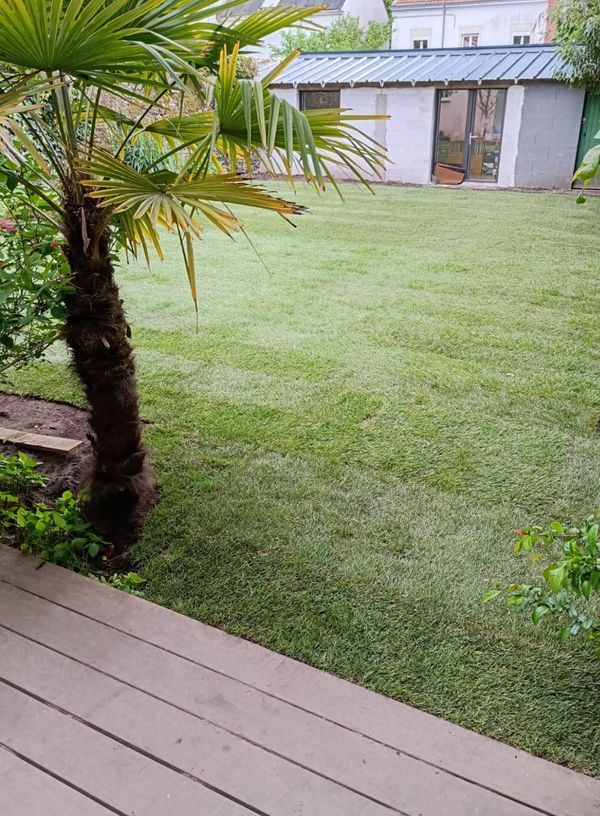 Rénovation d'une pelouse