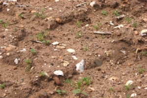 les différents sols d'une haie