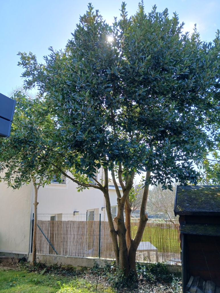 20250307_125108 élagage d'arbre par mes jardiniers