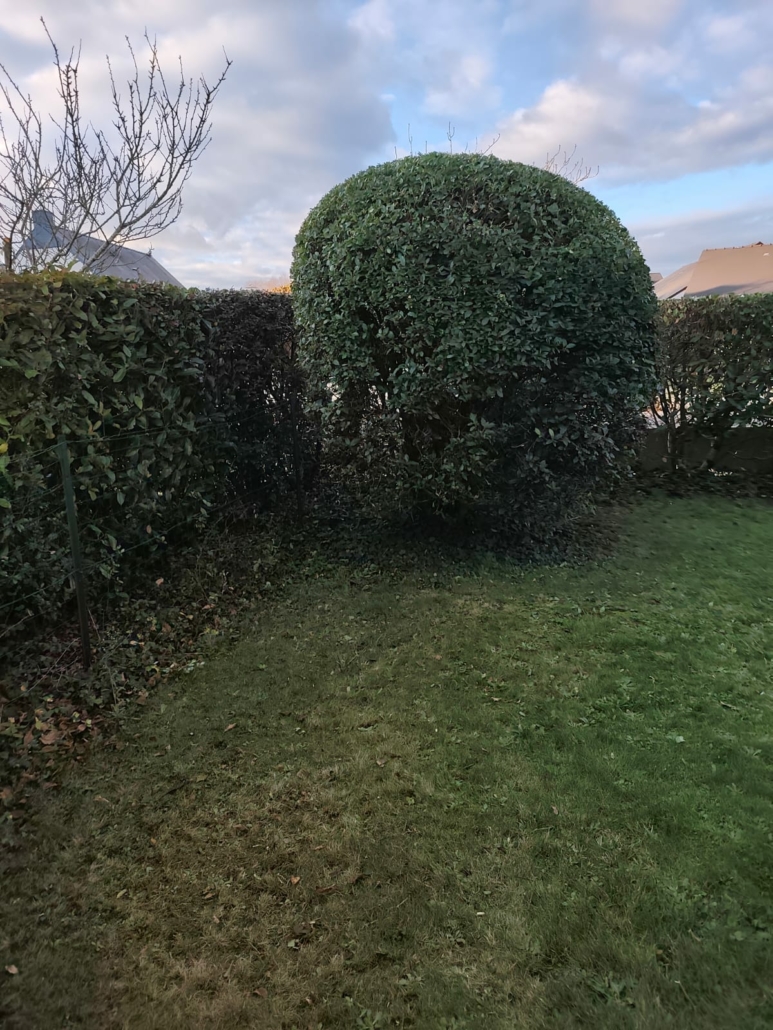 Haies et arbustes taillés par mes jardiniers