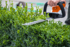 Taille de haie mes jardiniers à Nantes