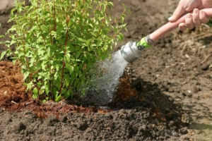 arrosage des arbustes