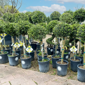 sélection des arbustes