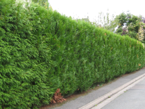 thuyas plantés par Mes Jardiniers